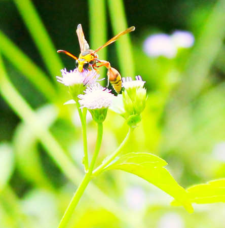 Beeの写真素材