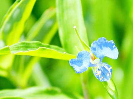 Grass flowerの写真素材