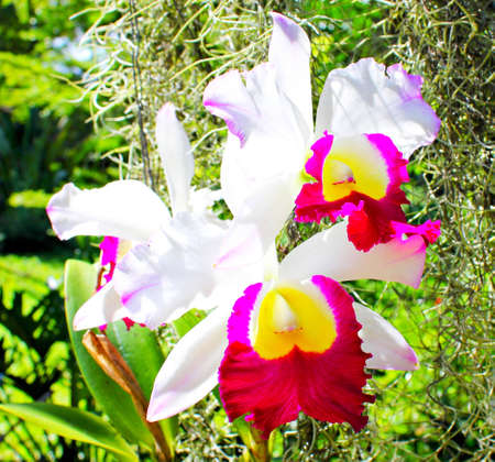 Orchidsの写真素材