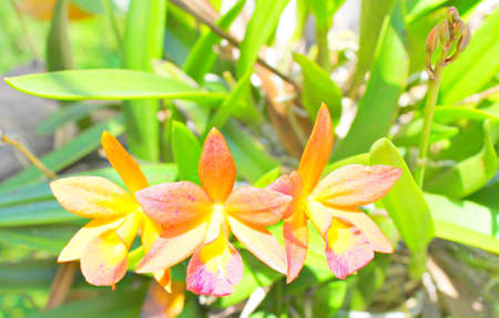 Orchidsの写真素材
