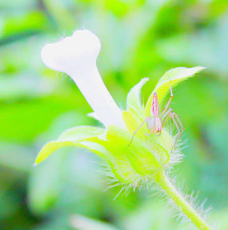 Spiderの写真素材