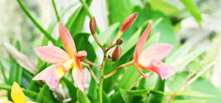 Orchidsの写真素材