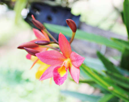 Orchidsの写真素材