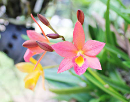 Orchidsの写真素材