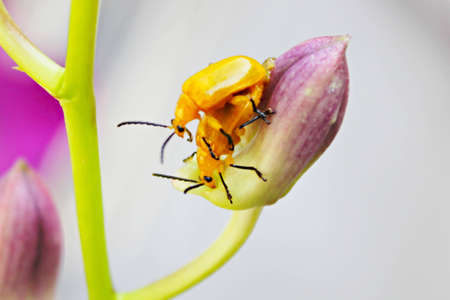 Bug lifeの写真素材