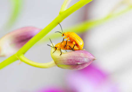 Bug life