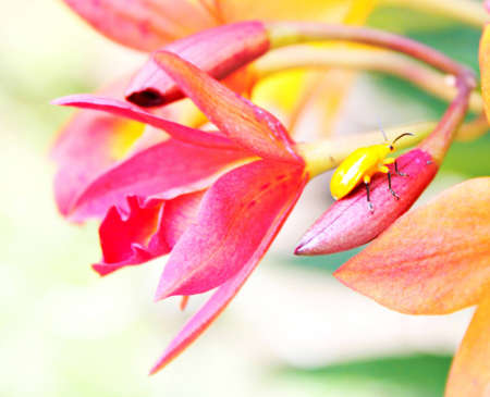 Bug lifeの写真素材
