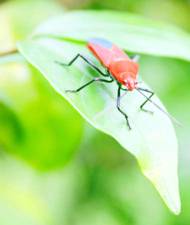 Bugの写真素材