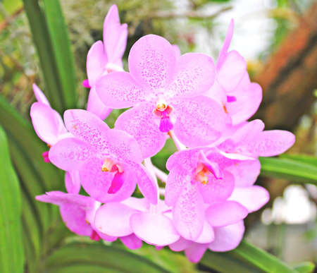 Orchidsの写真素材