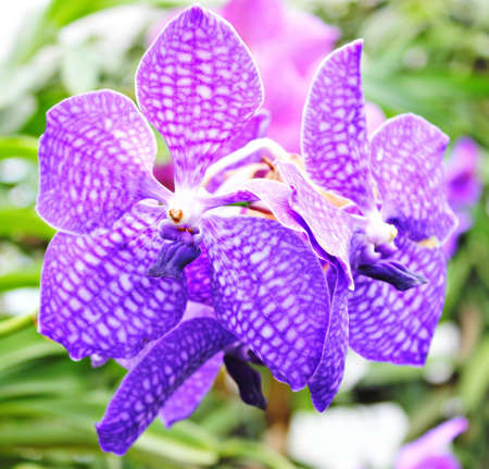 Orchidsの写真素材