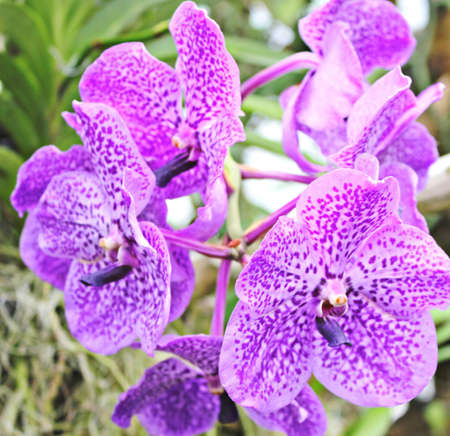 Orchidsの写真素材