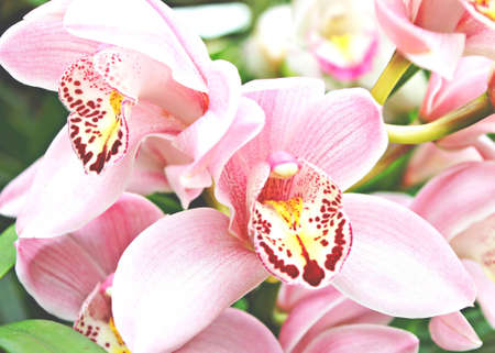 Orchidsの写真素材