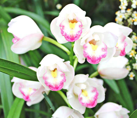 Orchidsの写真素材