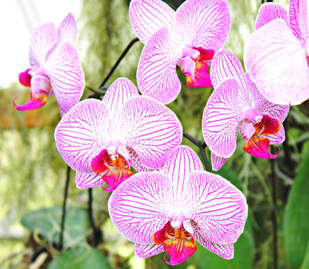 Orchidsの写真素材