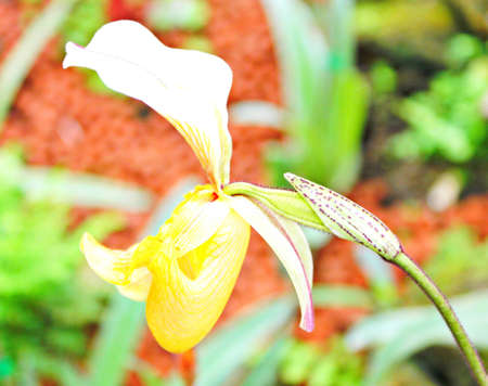 Orchidsの写真素材