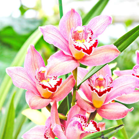 Orchidsの写真素材