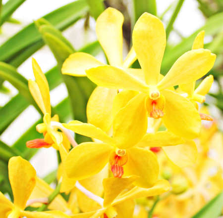 Orchidsの写真素材