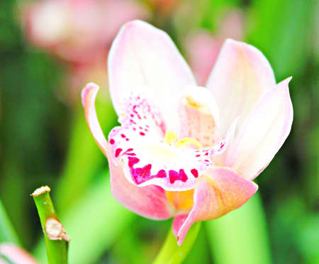 Orchidの写真素材