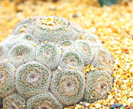 Cactusの写真素材