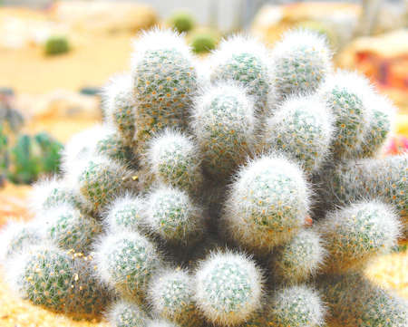 Cactusの写真素材