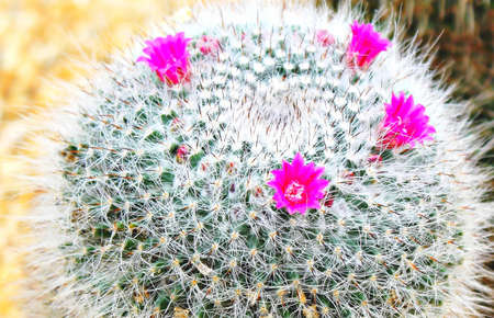 Cactusの写真素材