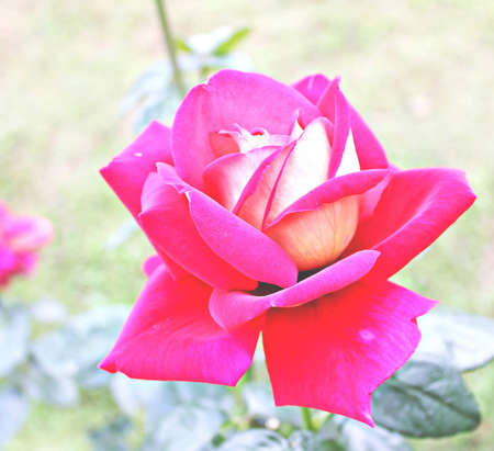 Roseの写真素材