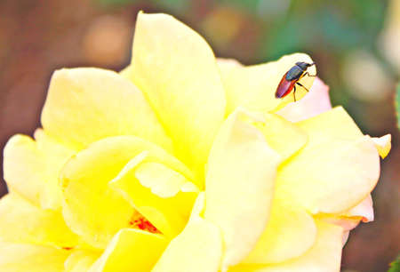 Roseの写真素材
