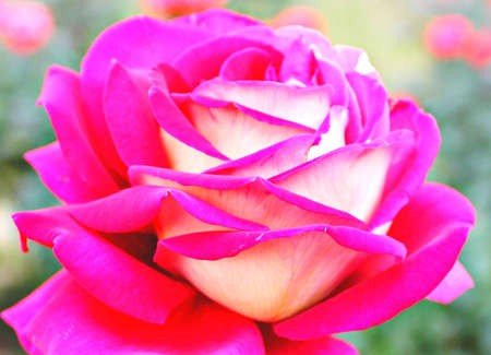 Roseの写真素材