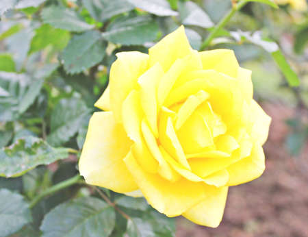 Roseの写真素材