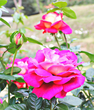 Rosesの写真素材