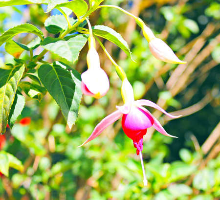 Flowersの写真素材