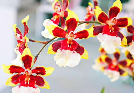 Flowersの写真素材
