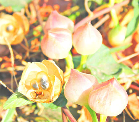 Flowersの写真素材