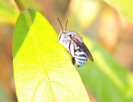 Beeの写真素材