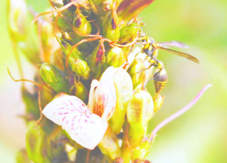 Flowersの写真素材