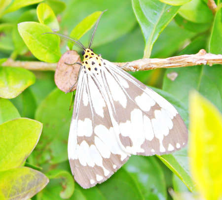 Butterflyの写真素材