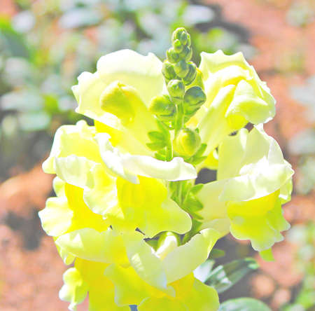 Flowersの写真素材