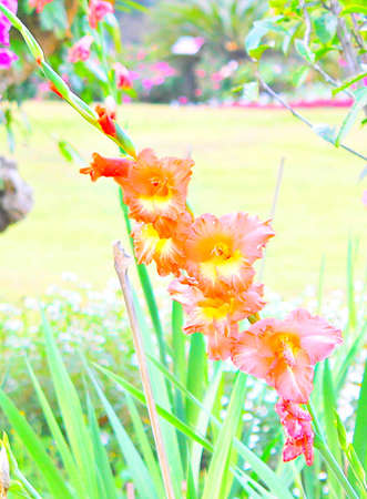 Flowersの写真素材