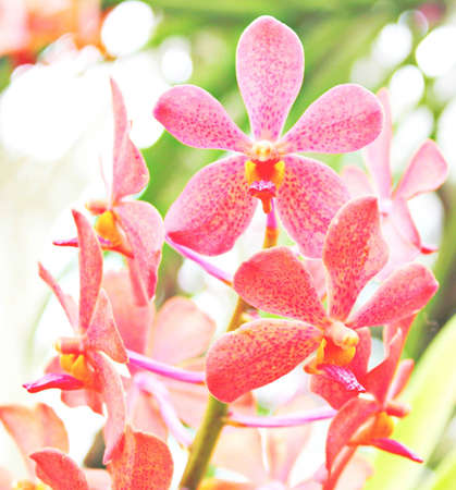 Flowersの写真素材