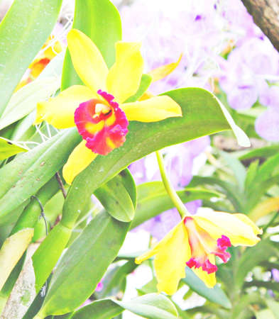 Flowersの写真素材