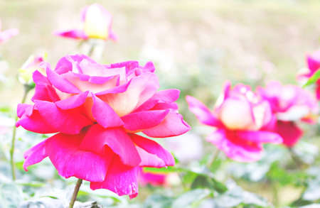 Flowersの写真素材