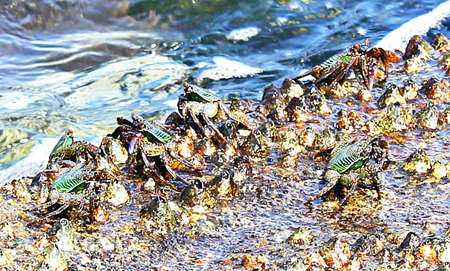 Sea crabの写真素材