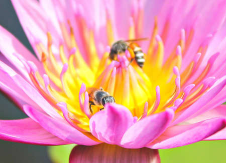 Water lillyの写真素材