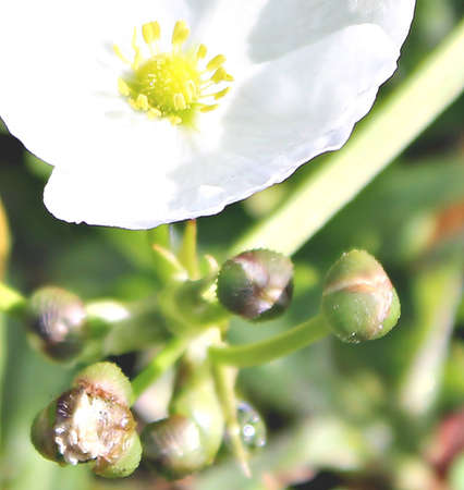 Flowersの写真素材
