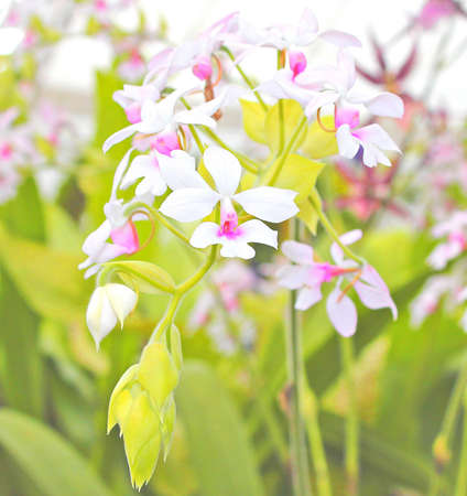 Orchidsの写真素材