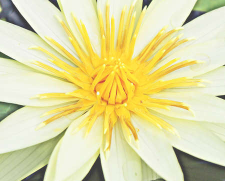 Water lillyの写真素材