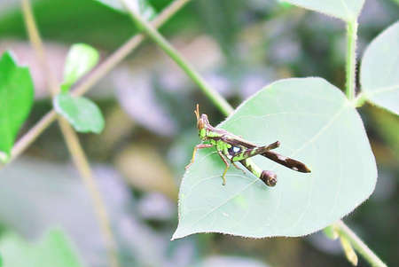 Grasshoperの写真素材