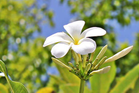 Frangipani, Plumeriaの写真素材