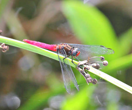 In the gardenの写真素材