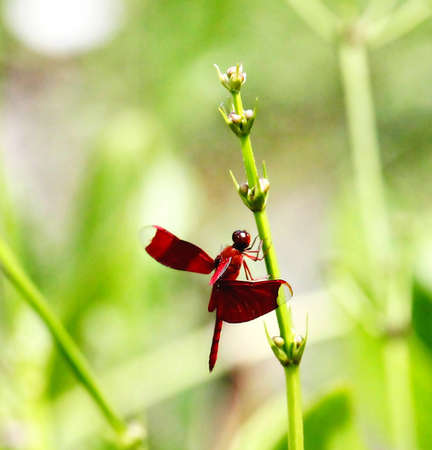 In the gardenの写真素材